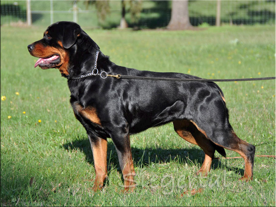 Male rottweilers best sale for sale